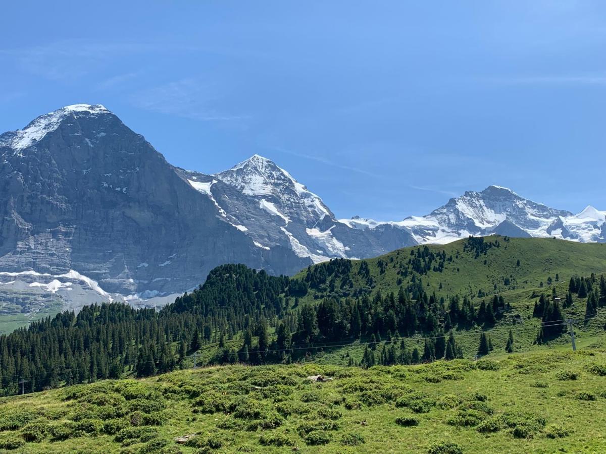 Fluehblueemli