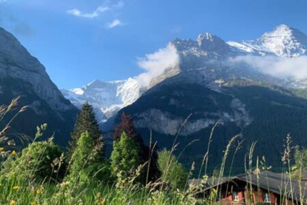 3,5 Kasa Bonaventura Grindelwald