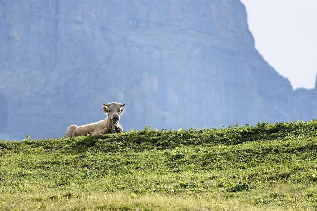 Hotel Aspen Alpine Lifestyle Grindelwald