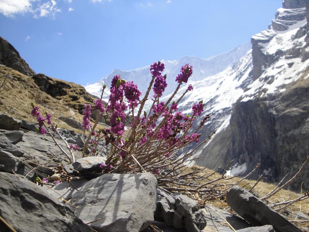 Berghaus Baregg Grindelwald