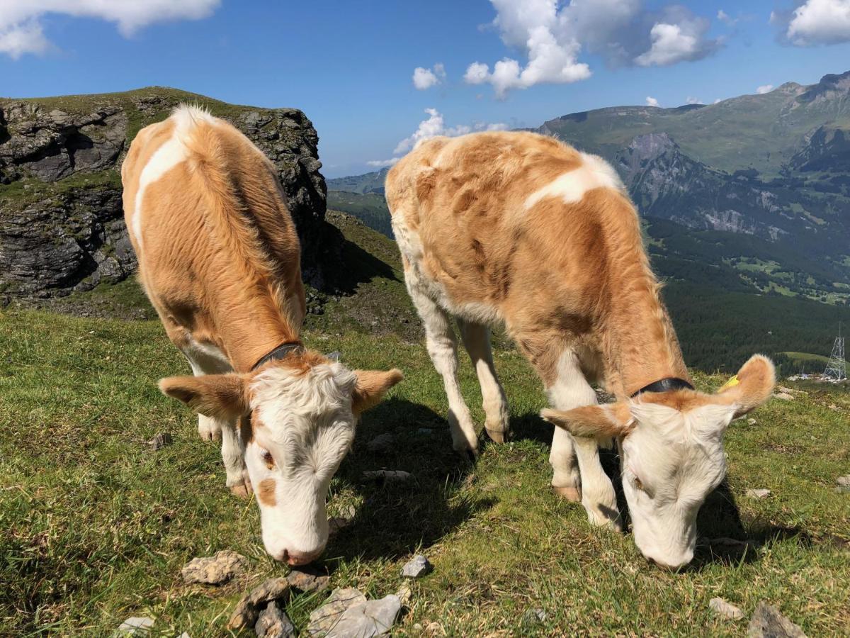 Apartment Sunneblick Grindelwald