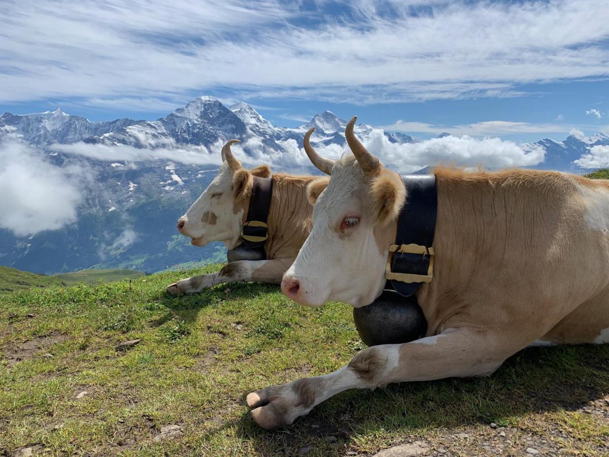 Apartment Sunneblick Grindelwald