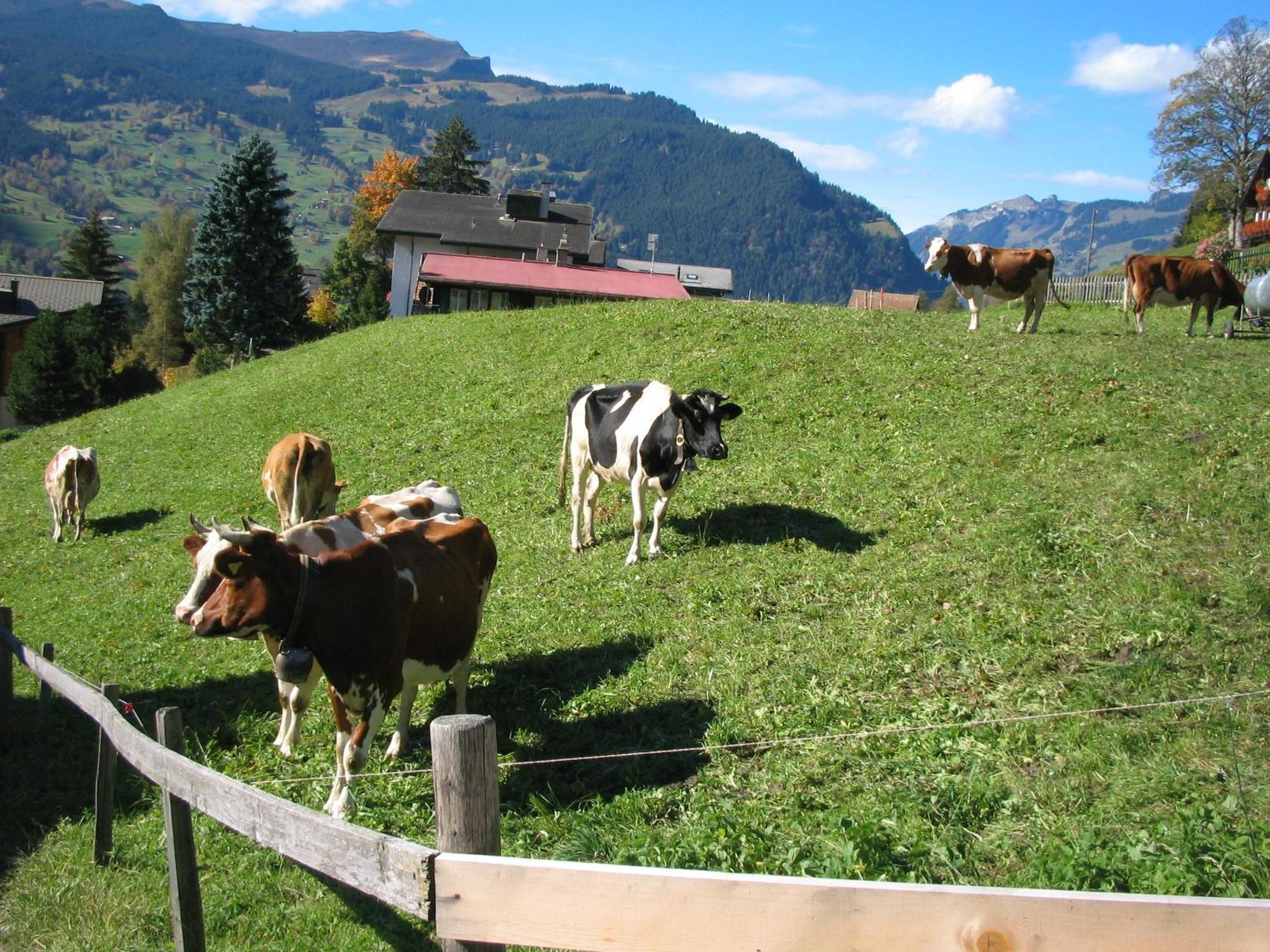 Hotel Alpenhof Grindelwald