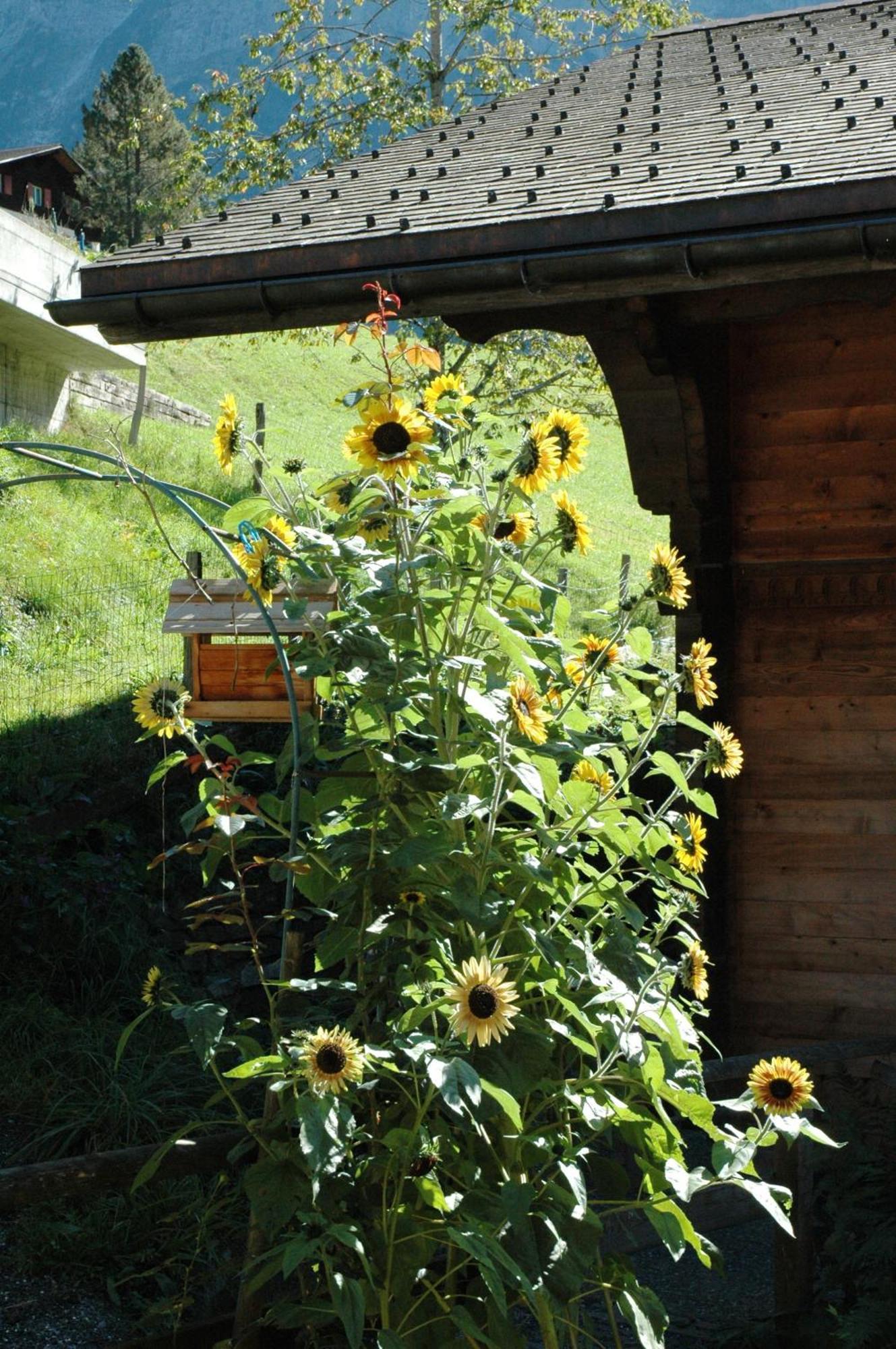 Alpenhof
