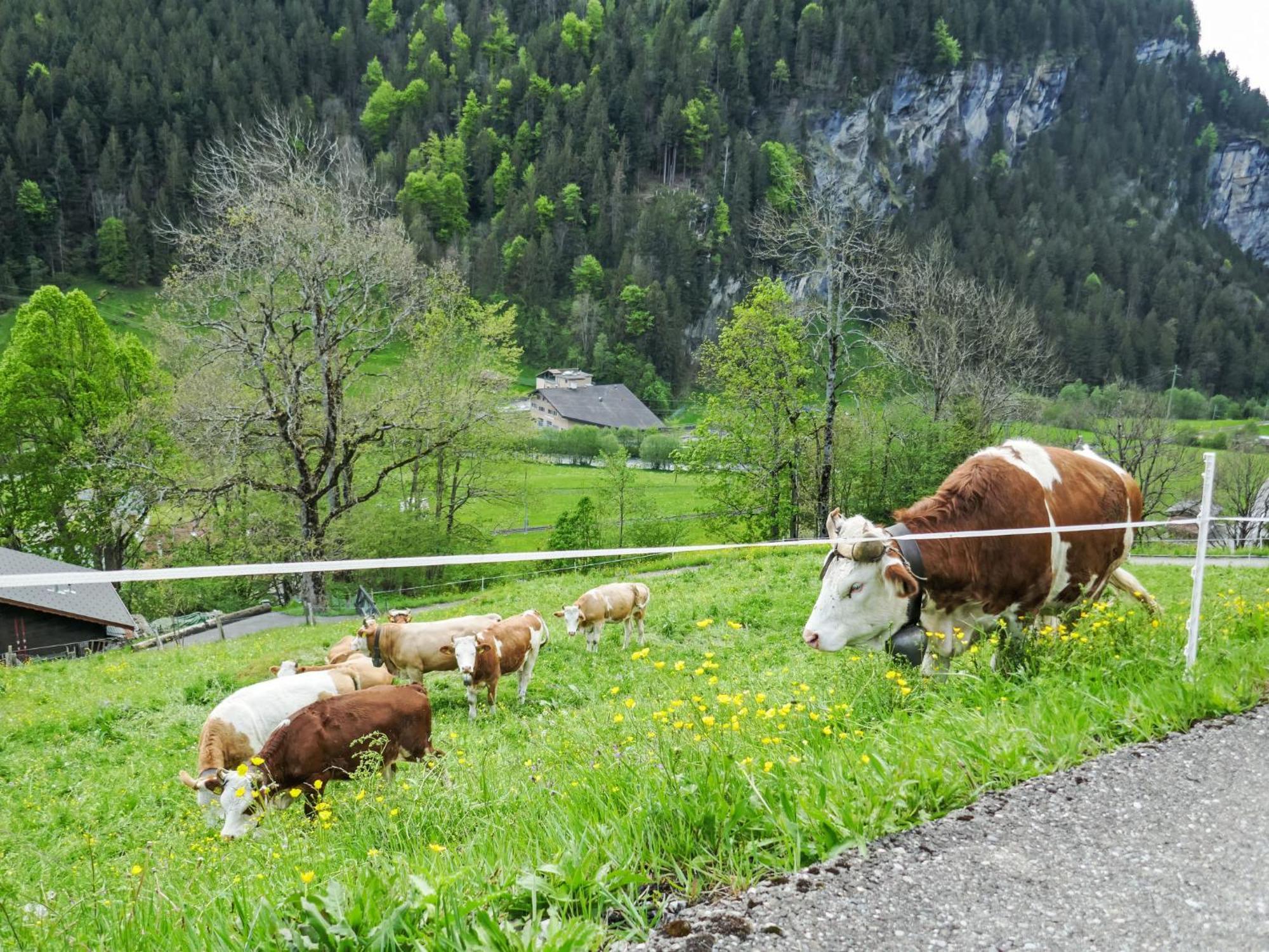 Auf Dem Vogelstein-1 By Interhome * Grindelwald