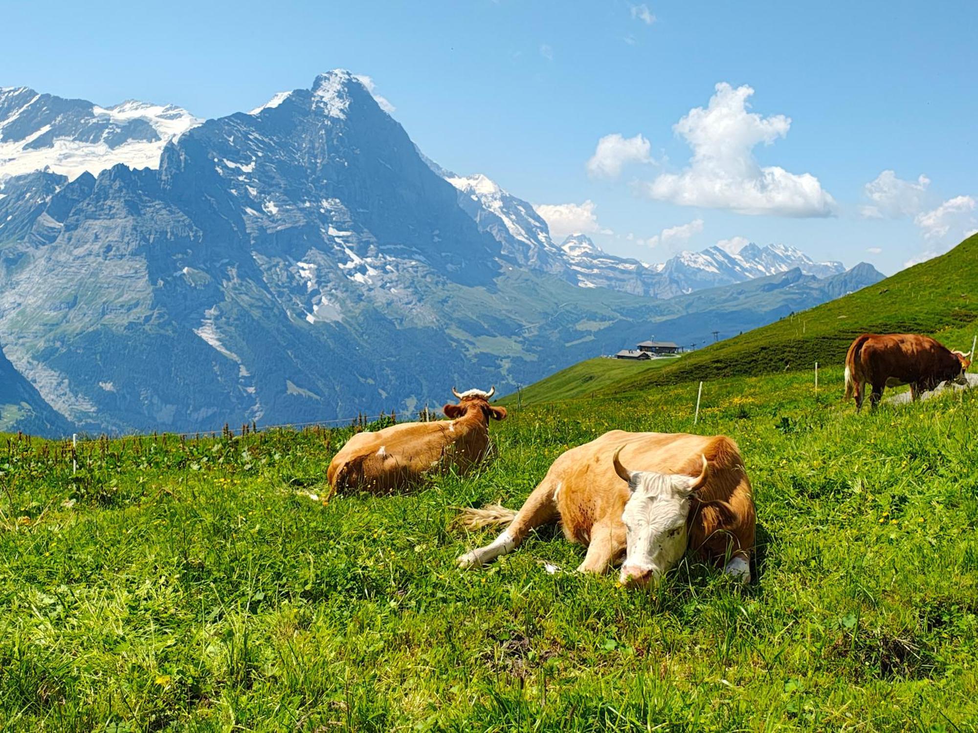 Schwendiboden Apartment Grindelwald