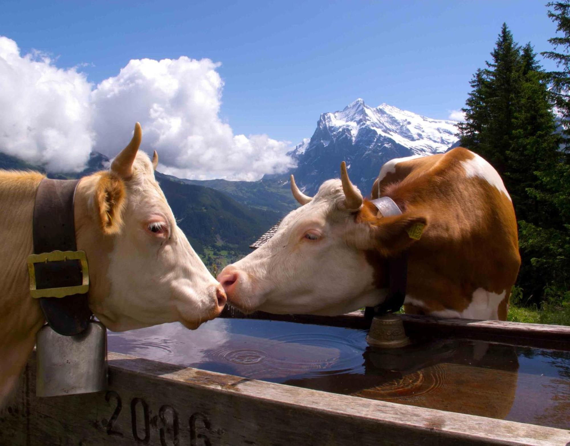 Parkhotel Schoenegg Hotel Grindelwald