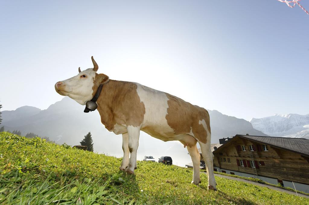 Alpinhotel Bort