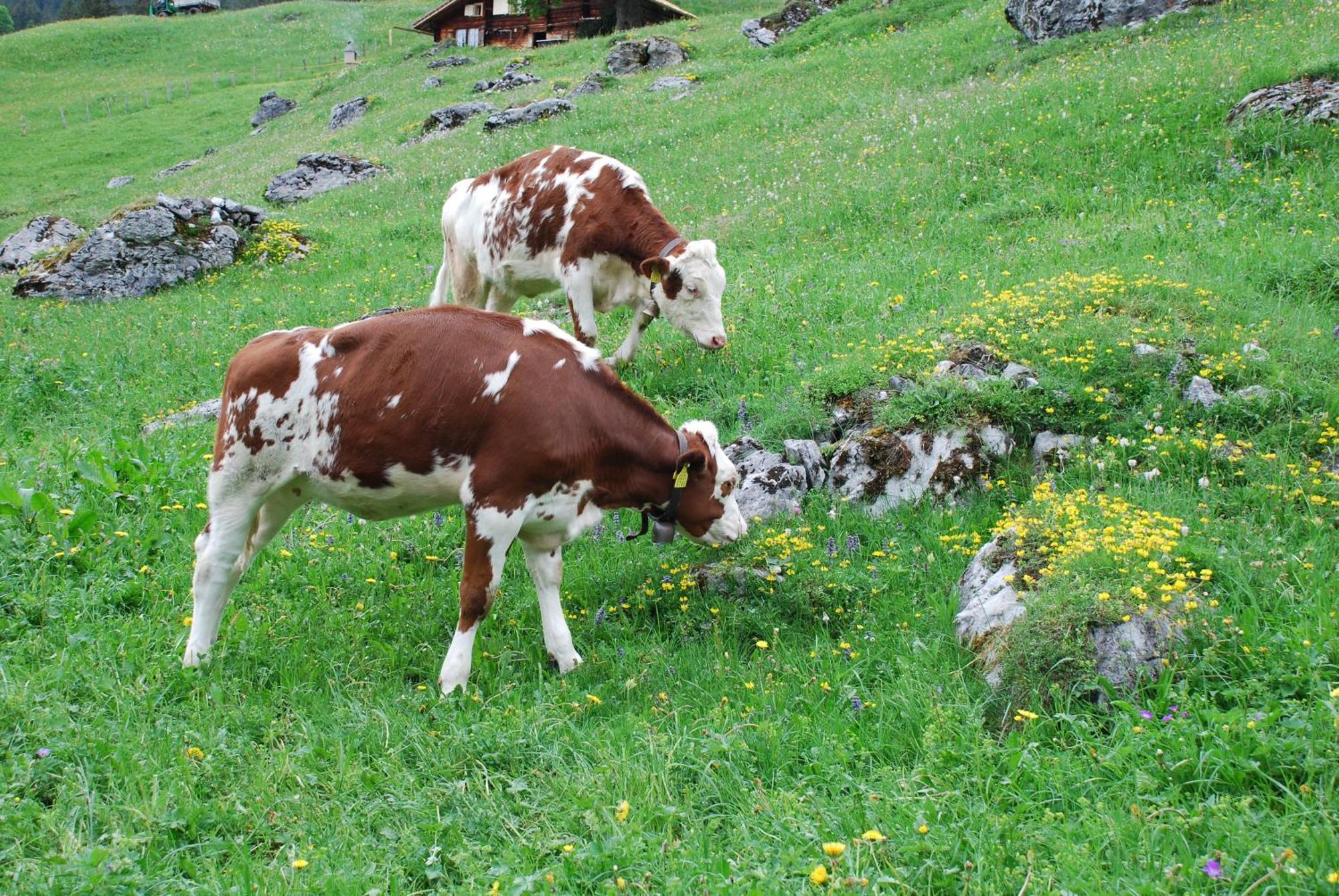 Blumlisalp Grindelwald