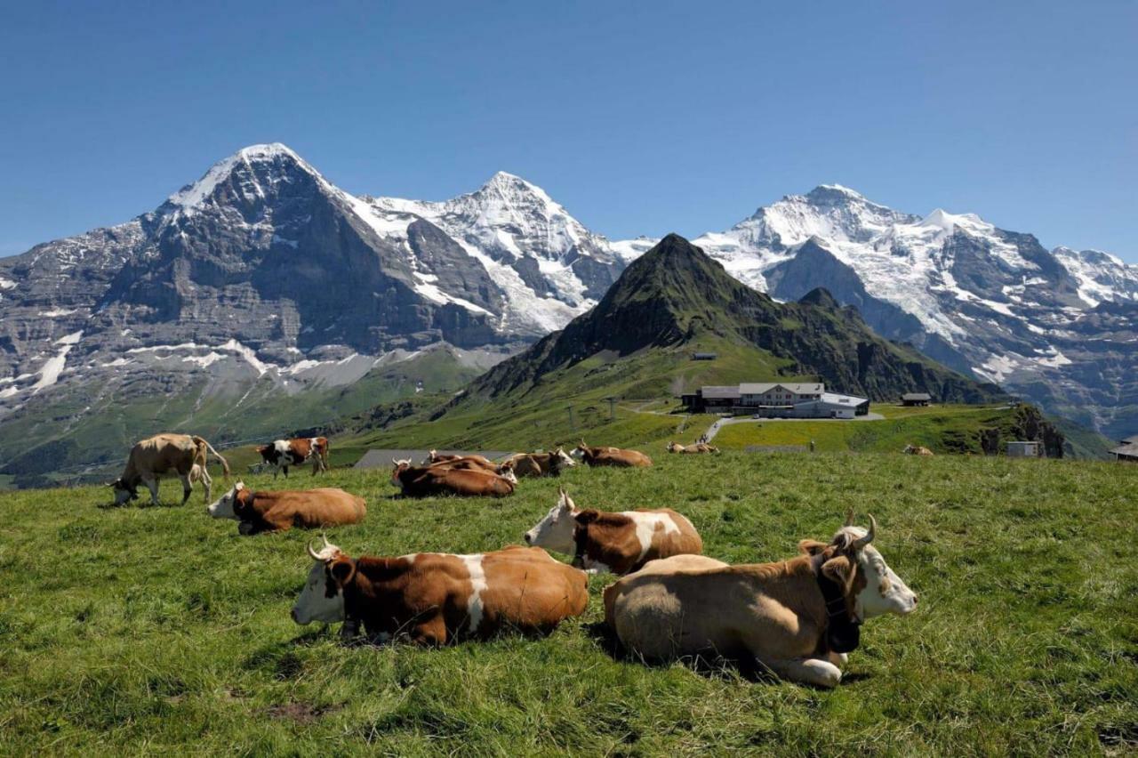 Eiger View Grindelwald